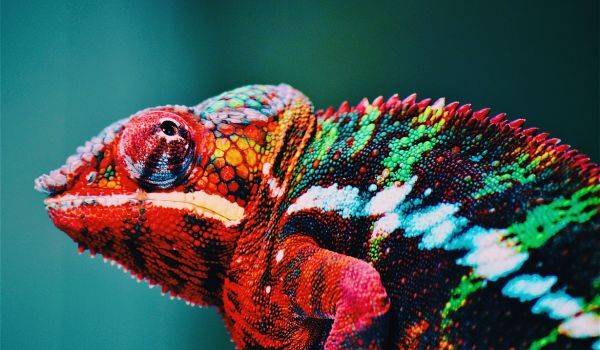 Keeping up with Evolution: How to Adapt and Thrive