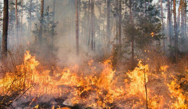 Rising from the Ashes: Assessing the Property Damage Caused by the Maui Fires  